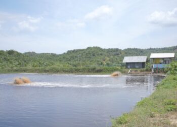 Limbah Sawit GMM Diolah untuk Menyuburkan Tanah