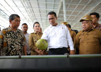 Hilirisasi Kelapa Ubah Nasib Petani Halmahera