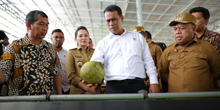 Hilirisasi Kelapa Ubah Nasib Petani Halmahera