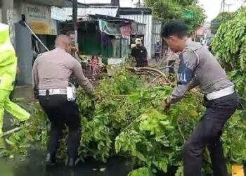Polisi Bersihkan Pohon Tumbang di Kalumata Ternate