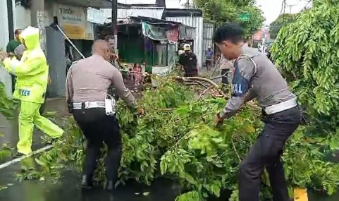 Polisi Bersihkan Pohon Tumbang di Kalumata Ternate