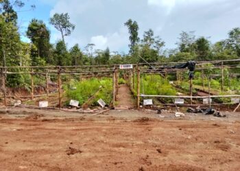 PT Smart Marsindo Tanam 4.000 Pohon Pulihkan Lahan Bekas Tambang Nikel di Pulau Gebe