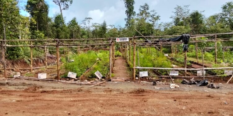 PT Smart Marsindo Tanam 4.000 Pohon Pulihkan Lahan Bekas Tambang Nikel di Pulau Gebe