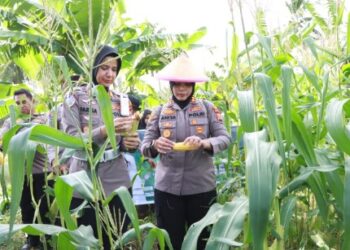Panen Jagung Perdana, Polres Ternate dan Pemuda Muhammadiyah Wujudkan Sinergi Ketahanan Pangan