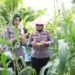 Panen Jagung Perdana, Polres Ternate dan Pemuda Muhammadiyah Wujudkan Sinergi Ketahanan Pangan