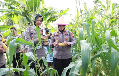 Panen Jagung Perdana, Polres Ternate dan Pemuda Muhammadiyah Wujudkan Sinergi Ketahanan Pangan