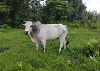 Stok Sapi Lokal Menipis, Pedagang Minta Pemda Halut Batasi Penjualan Ke Luar Daerah