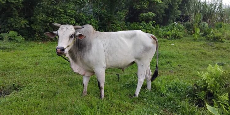 Stok Sapi Lokal Menipis, Pedagang Minta Pemda Halut Batasi Penjualan Ke Luar Daerah