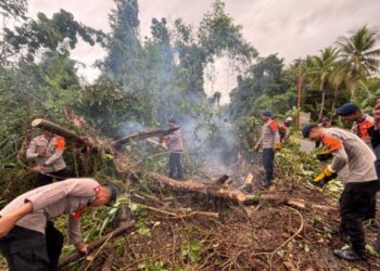 Respons Cepat Brimob Polda Malut Tangani Pohon Tumbang di Jalan Trans Halmahera