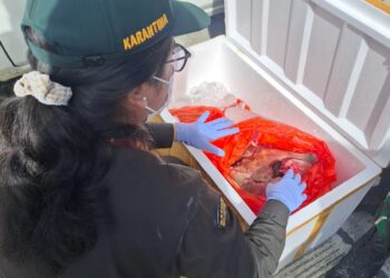 Karantina Malut Tahan 150 kg Daging Anjing Tanpa Dokumen Resmi